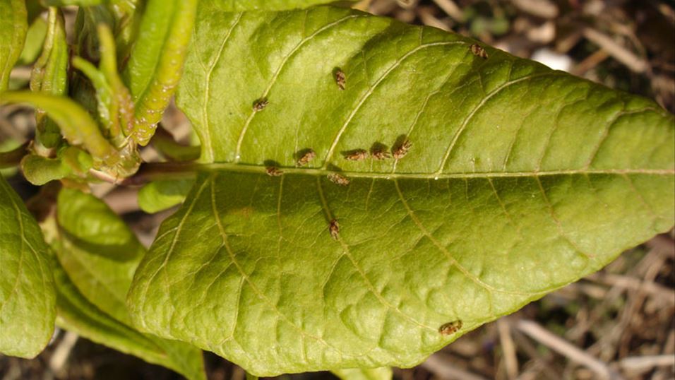 Aphalara itadori on Japanese knotweed leaves